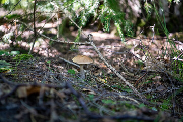 Naklejka na ściany i meble a beautiful mushroom emerged from the grass in a forest glade
