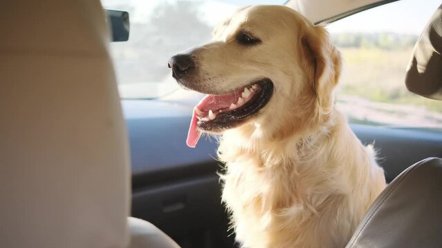 Golden retriever on front seat in car on sunny nature background