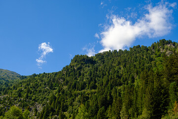 Fototapeta na wymiar Forest in the Alps - Tuéda, France