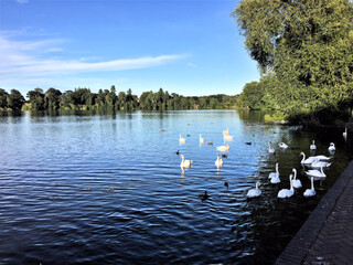 A view of the Lake at Ellesmere in the evening