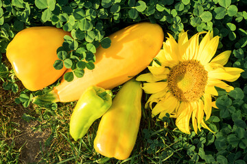 Summer vegetables. Yellow sunflower, bell peppers, pumpkin. Green grass of clover. Farmer's Autumn...