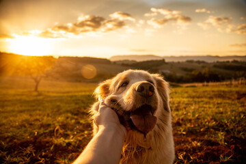 Golden Retriever - Happy Moments with a dog - Outdoors 