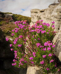 Pink flowers  growing out of a crack in a cliff face