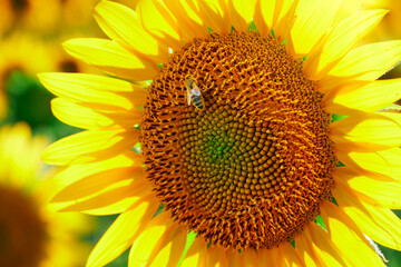 sunflower - bright field with yellow flowers, beautiful summer landscape