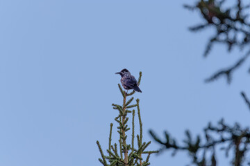 Silhouette of a spotted nutcracker bird on a Pinus cembra tree in the Alps