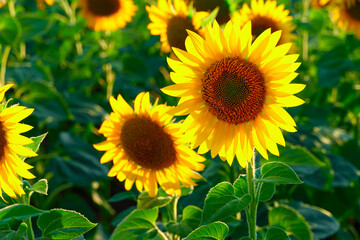 sunflower - bright field with yellow flowers, beautiful summer landscape