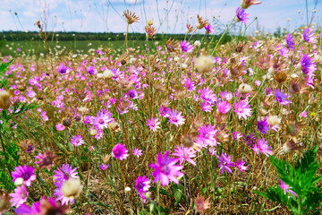 beautiful summer landscape with pink wild flowers