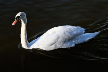 Mute swan on the water