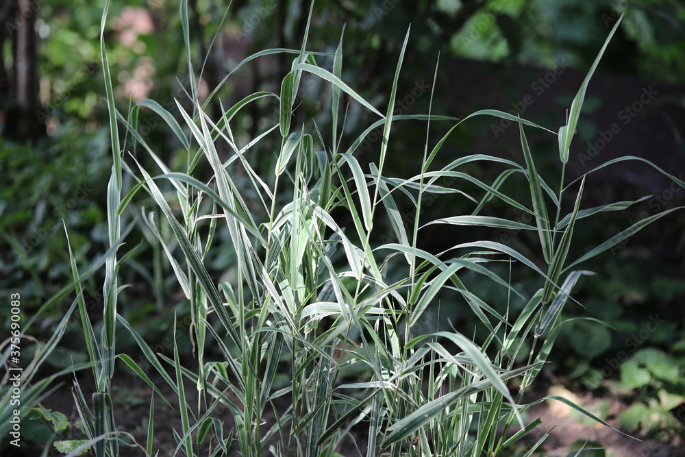 Wall mural green grass in the morning, plant, nature, field, garden, lawn, summer