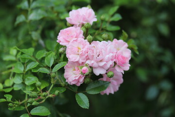 Obraz na płótnie Canvas pink and white flowers, plant, green, blossom, beauty, summer, bloom, flora,