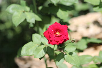 red rose in garden, floral, flowers, romance, bud, macro, petals, valentine