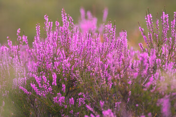 Blooming wild pink violet heather flowers in forest at autumn day. Landscape plant heather, national Scottish flora. Colorful traditional October flower, blossom in the north of Europe, Luneburg Heath