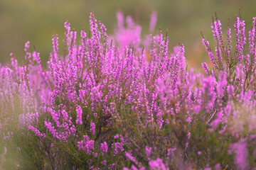 Fototapeta premium Blooming wild pink violet heather flowers in forest at autumn day. Landscape plant heather, national Scottish flora. Colorful traditional October flower, blossom in the north of Europe, Luneburg Heath
