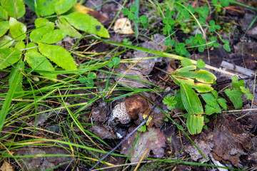 Naklejka na ściany i meble a beautiful mushroom emerged from the grass in a forest glade