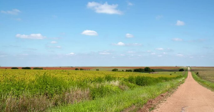 gravel road next to milo field leads to wide blue sky horizon
