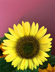 young sunflower on brown background