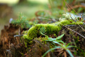 Green moss on the ground in the Alps
