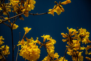 Handroanthus albus (Ipê-amarelo)