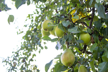 Ripe organic pears in the summer garden