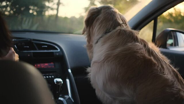 Golden retriever sitting on front seat next to woman driving car, interior view