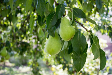 Pear tree branch, organic orchard