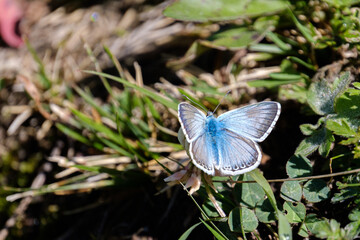 Blue butterfly on a flower in the Alps
