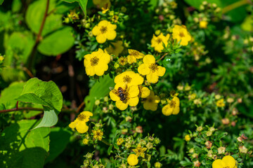 yellow flowers on a green background with bee