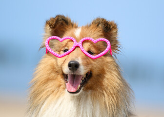 Happy Saint Valentine day funny portrait of sable and white shetland sheepdog with funny pink...