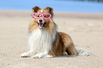 Happy Saint Valentine day funny portrait of sable and white shetland sheepdog with funny pink...