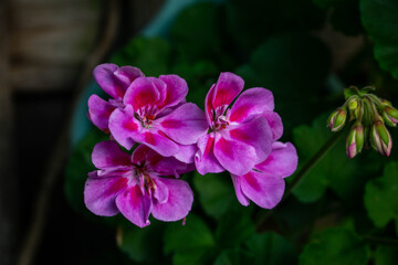 pink and purple flowers