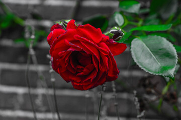 red rose with black white background