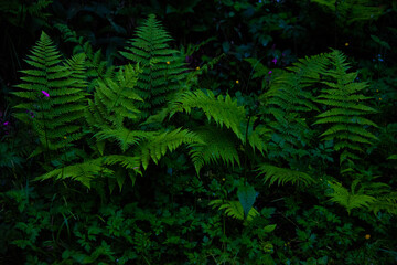 fern bracken in the woods