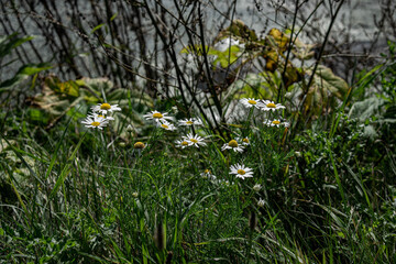 flowers along the river embankment