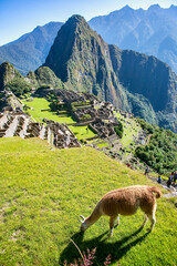 Llama in the foreground in Machu Picchu