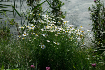 flowers along the river embankment
