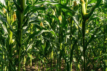 Background of green BIO organic corn field farm agricuture with summer blue sky