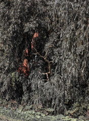 colored house between black and white trees