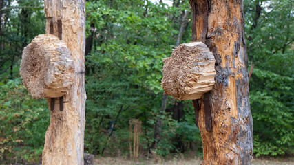 Fototapeta na wymiar Wooden roughly hewn pillars with targets for throwing knives in the middle of the Ukrainian forest. Sports makeshift playground. 
