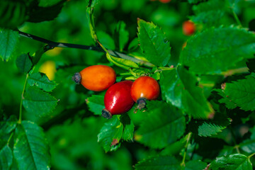 red fruit on a bush
