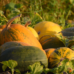Pumpkins in a field. Fall colors  