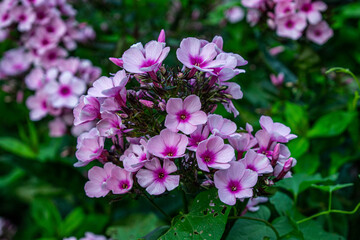 pink flowers in the garden