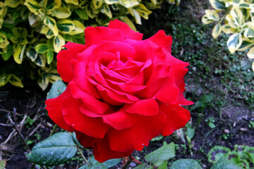 red rose in garden