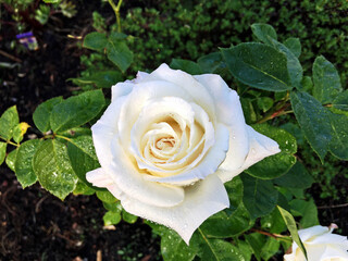 white rose on a green background