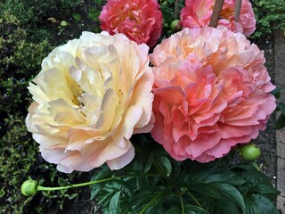 A Peony in the Garden