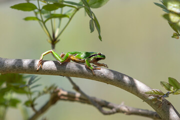 Green tree frog - Hyla arborea climbs a tree twig.