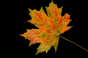 Jesienny liść klonu - obrazy, fototapety, plakaty
