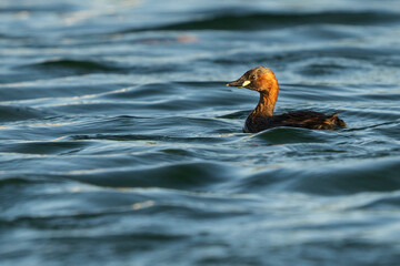 Little Grebe Tachybaptus ruficollis Costa Ballena Cadiz