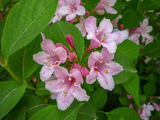 pink flowers shrubbery weigela