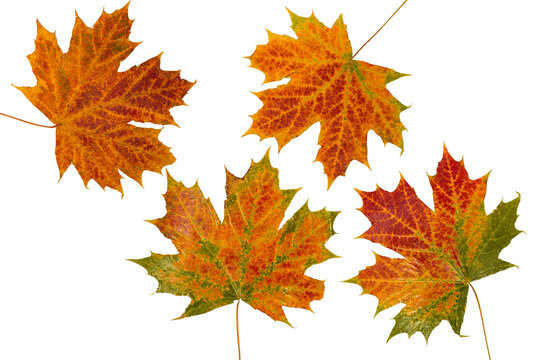 jesienne liście klonu