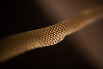 Casca de cobra, cobra que trocou de pele 